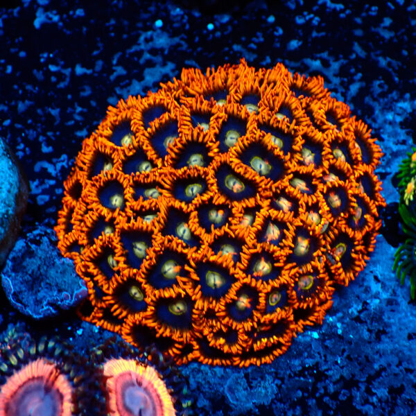 TC Zoanthus Rainbow Hornets colonia