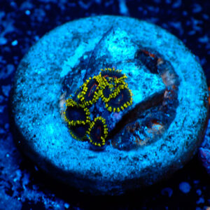 TC Zoanthus Black Hornets