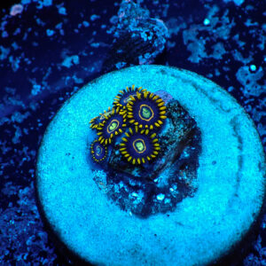 TC Zoanthus Blue Hornets