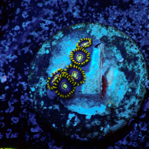 TC Zoanthus Blue Hornets