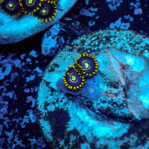 TC Zoanthus Blue Hornets
