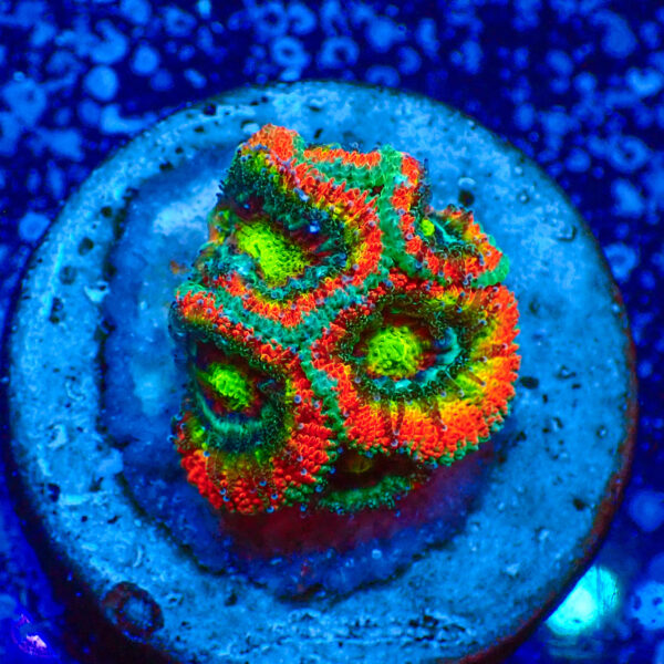 TC Micromussa Amakusensis Holy Grail