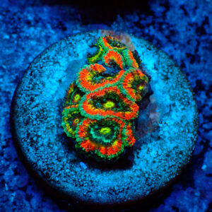 TC Micromussa Amakusensis  Holy Grail
