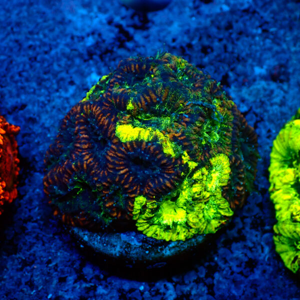 TC Favia Toxic Spill mini colonia