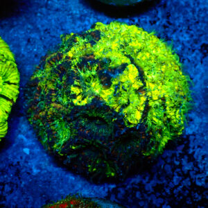 TC Favia Toxic Spill coloonia