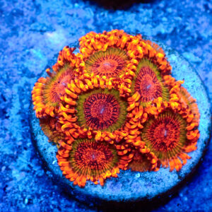 TC Zoanthus Speckled Krakatoa mini colonia