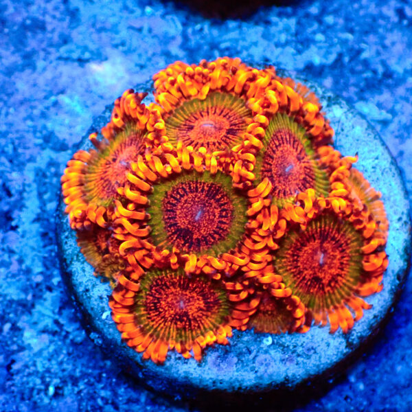 TC Zoanthus Speckled Krakatoa mini colonia