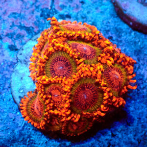 TC Zoanthus Speckled Krakatoa mini colonia