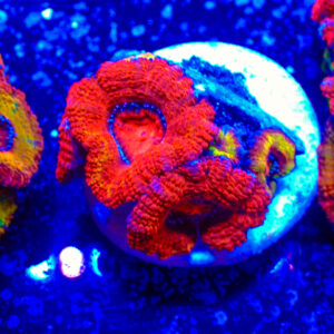 TC Micromussa lordhowensis Orange & Red