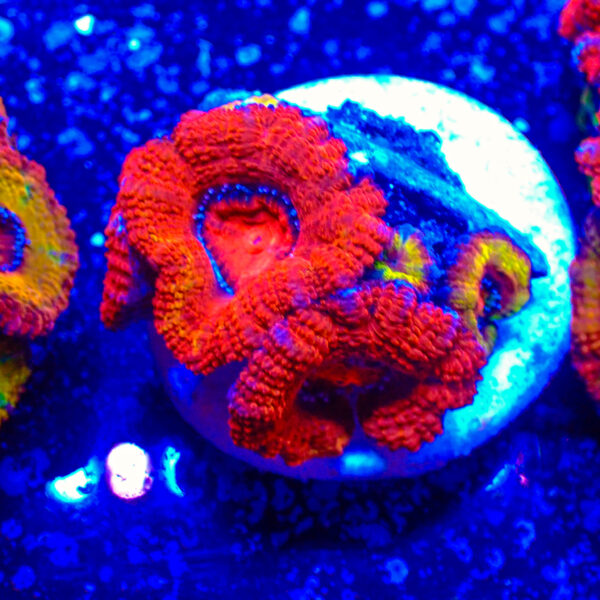 TC Micromussa lordhowensis Orange & Red