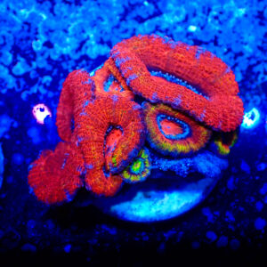 TC Micromussa lordhowensis Orange & Red