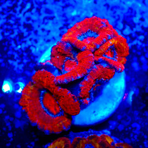TC Micromussa lordhowensis Orange & Red