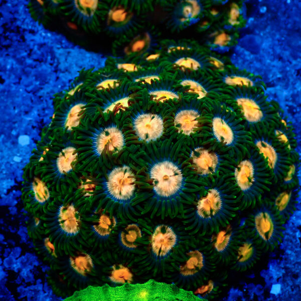 TC Zoanthus Gorilla Niples colonia