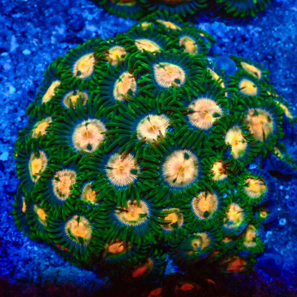 TC Zoanthus Gorilla Niples colonia