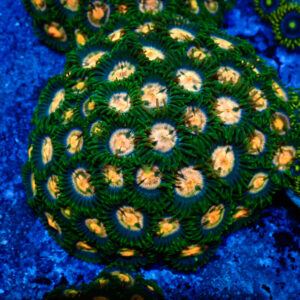 TC Zoanthus Gorilla Niples colonia
