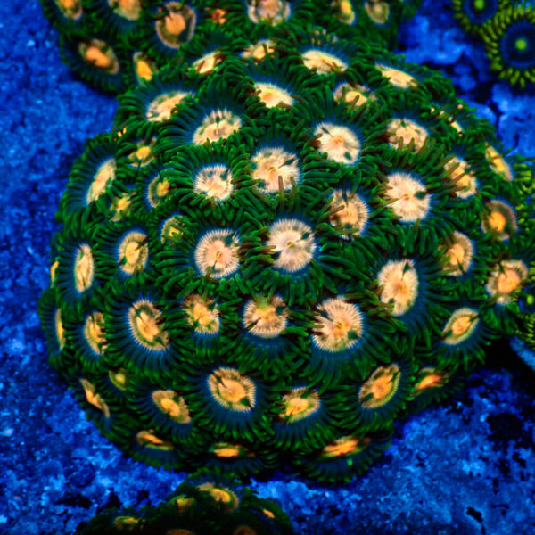 TC Zoanthus Gorilla Niples colonia
