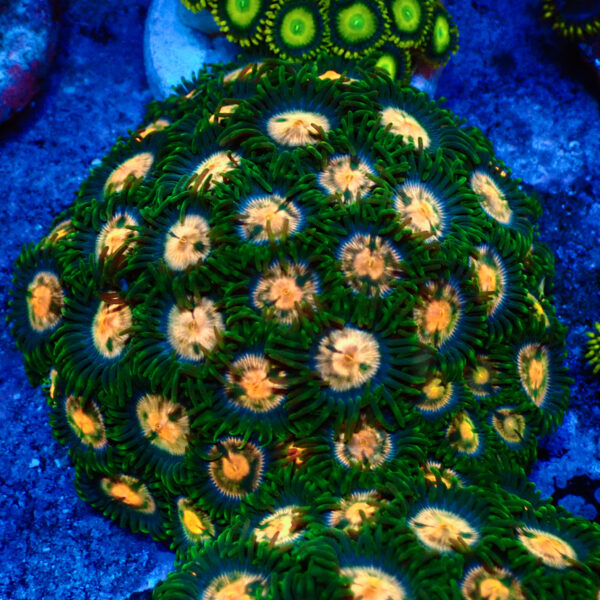 TC Zoanthus Gorilla Niples colonia