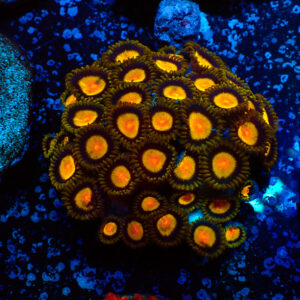 TC Zoanthus Tutti Frutti colonia