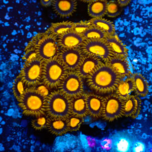 TC Zoanthus Tutti Frutti colonia