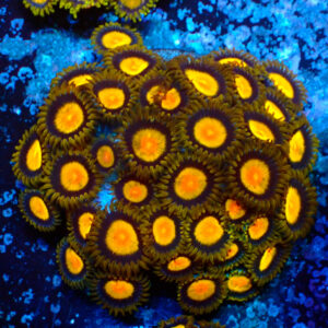 TC Zoanthus Tutti Frutti colonia