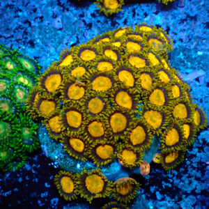 TC Zoanthus King Midas colonia