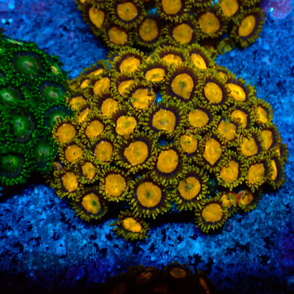 TC Zoanthus King Midas
