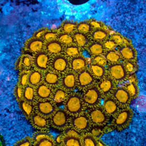 TC Zoanthus King Midas colonia