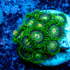 TC Zoanthus Tropical Emeralds