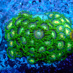 TC Zoanthus Tropical Emeralds frag XL