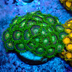 TC Zoanthus Tropical Emeralds frag XL