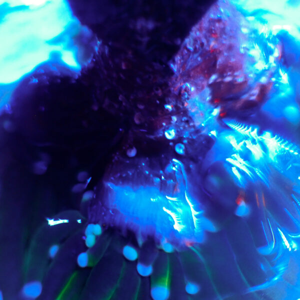 TC Euphyllia glabrecens Holy Guacamole triple cabeza - Imagen 3