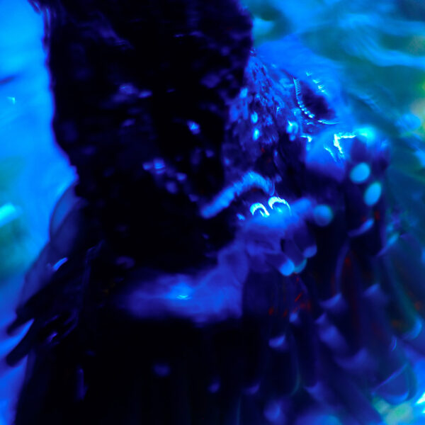 TC Euphyllia glabrecens Holy Guacamole - Imagen 3
