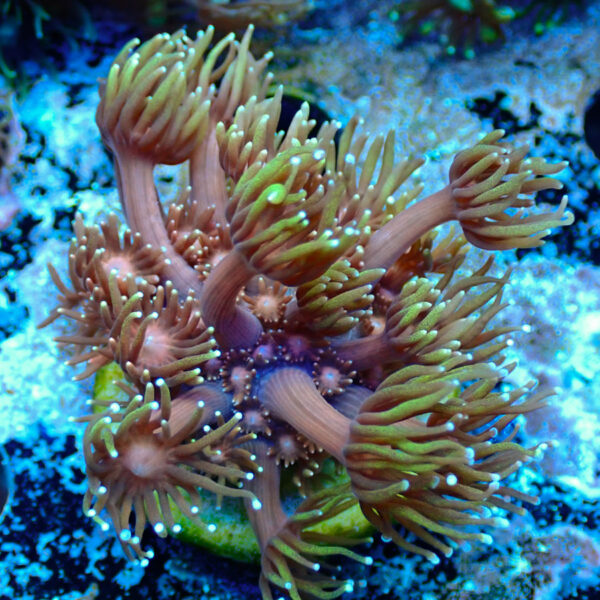 TC Goniopora Blackberry - Imagen 2