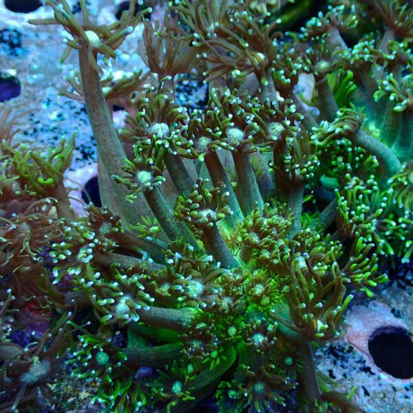 TC Goniopora Toxic Daisy frag XL - Imagen 2