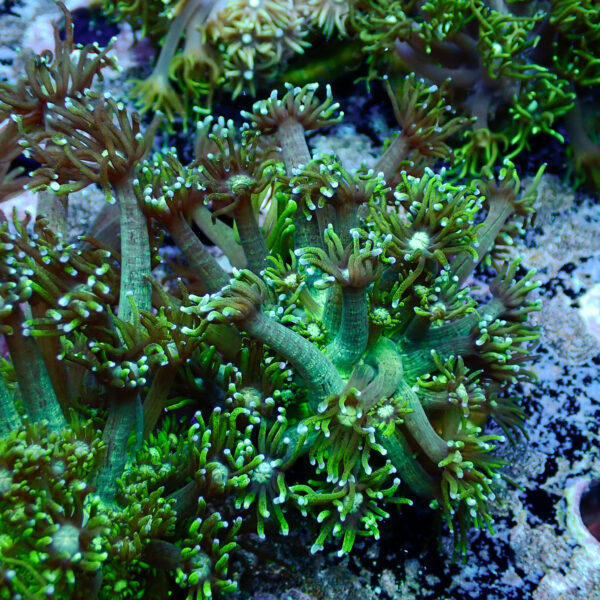 TC Goniopora Toxic Daisy frag XL - Imagen 2