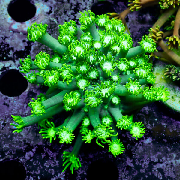 TC Goniopora Green Forest frag XL - Imagen 2
