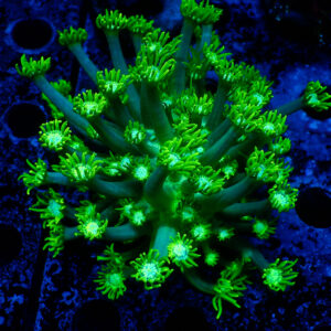 TC Goniopora Green Forest frag XL