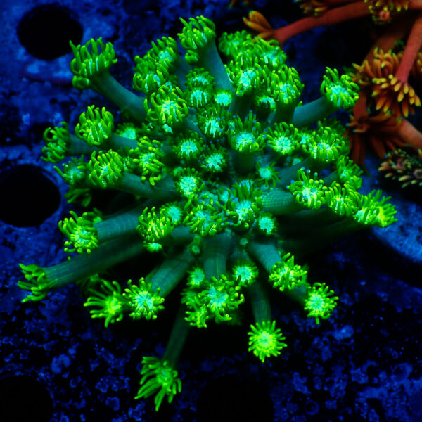 TC Goniopora Green Forest frag XL