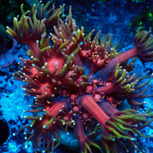 TC Goniopora Blackberry