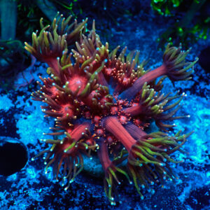 TC Goniopora Blackberry