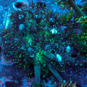 TC Goniopora The Monster frag XL
