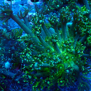TC Goniopora Toxic Daisy frag XL