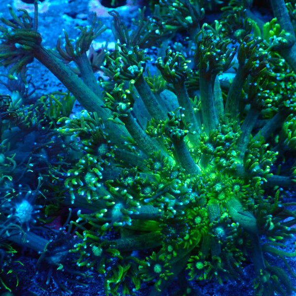 TC Goniopora Toxic Daisy frag XL