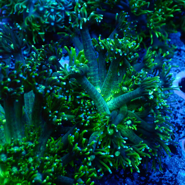 TC Goniopora Toxic Daisy frag XL