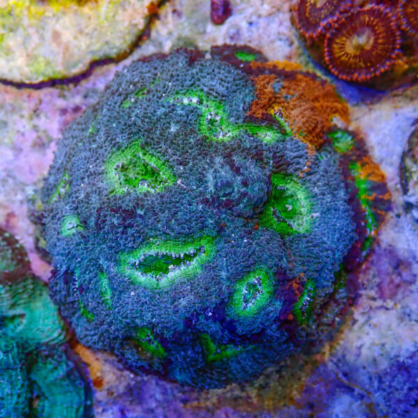 TC Acanthastrea echinata Multicolor colonia - Imagen 2