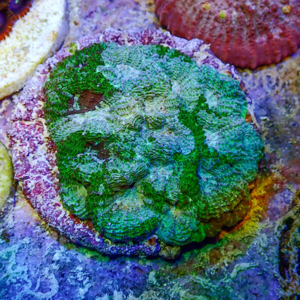 TC Acanthastrea echinata Blue Tropic colonia - Imagen 2