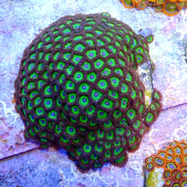 TC Zoanthus Mean Green colonia XXL - Imagen 2