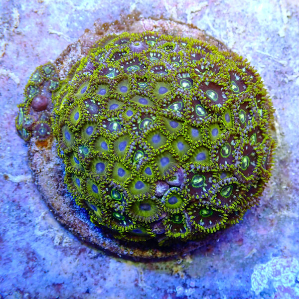 TC Zoanthus Speckled y Golden Hornets Mix Colonia XXL - Imagen 2