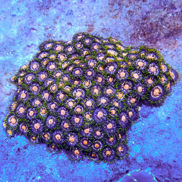 TC Zoanthus 4 Elements colonia XXL - Imagen 2