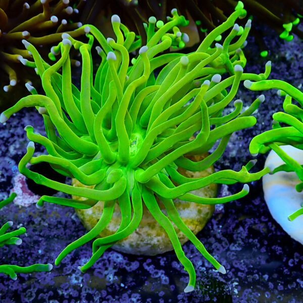 TC Euphyllia glabrecens Holy Grail - Imagen 2